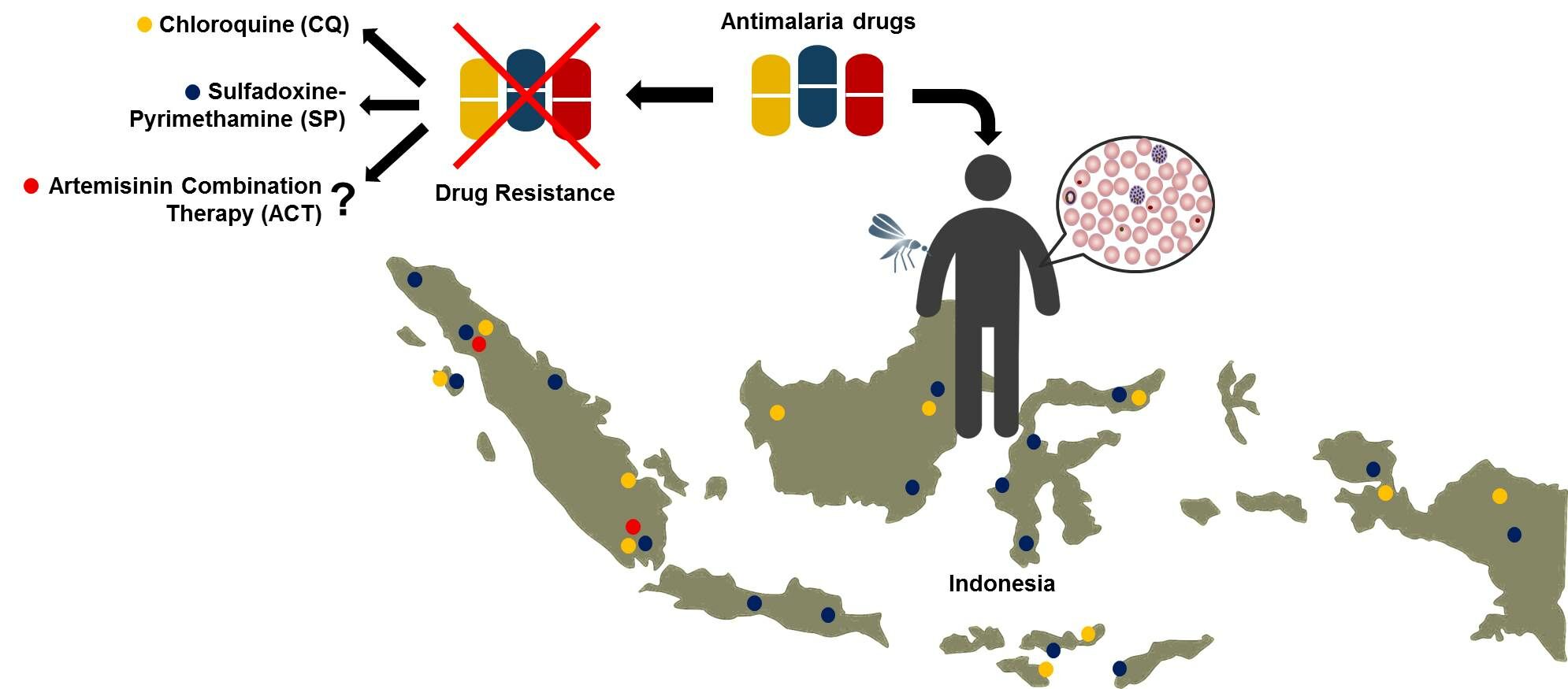 Antimalarial Drug Resistance: A Brief History in Indonesia