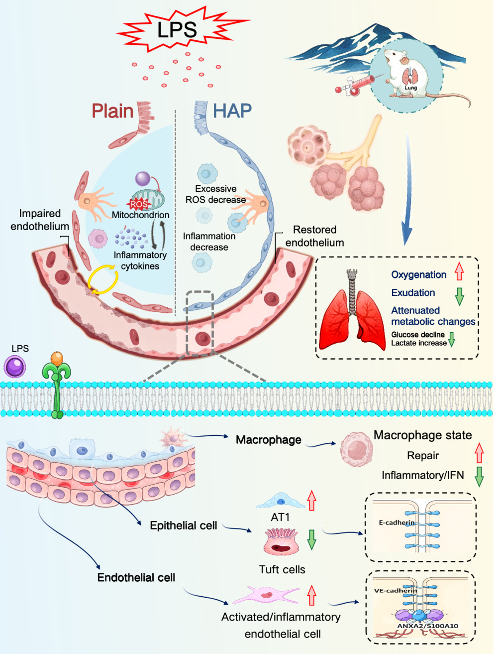 Graphical Abstract of High-Altitude Hypoxic Preconditioning Attenuates Lipopolysaccharide-Induced Lung Injury and is Associated with Alveolar-Capillary Barrier Maintenance