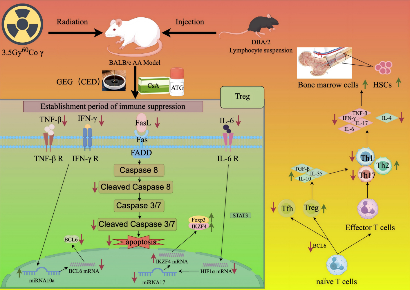 Graphical Abstract of Guilu Erxian Glue Restores Immune Homeostasis in Aplastic Anemia Mice by Regulating Treg Lineage Stability via the miRNA-17/10a and FasL/Fas Signaling Pathways