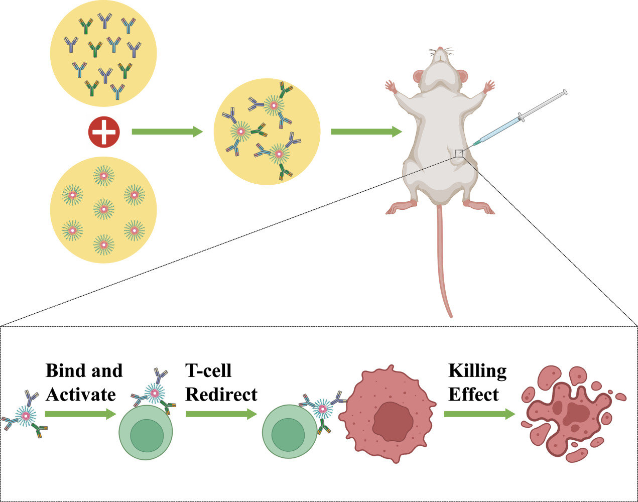 Graphical Abstract of Nanobioconjugate Trispecific Antibody Augments Antitumor Immunity of Triple Negative Breast Cancer