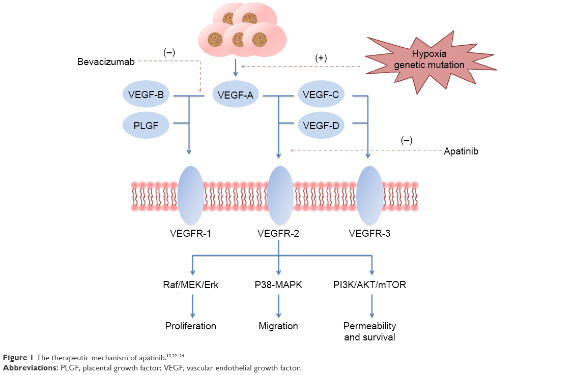 Фактор роста результаты. VEGF фактор роста эндотелия сосудов. Рецепторы VEGF. Ген VEGF. Ангиогенные факторы эндотелия.