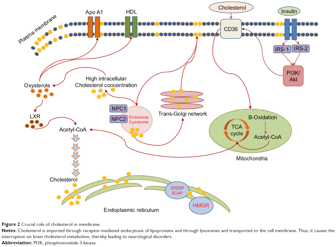 Mechanism involved in insulin resistance via accumulation of β-am