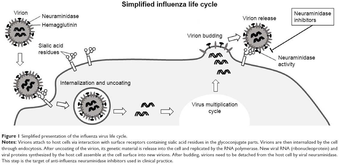 Kinito pet вирус. Рецептор Life. Нейраминидаза бактерий. Нейраминидаза чума. Virus Life Cycle.