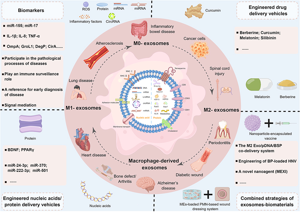 Frontiers  Advances in the molecular pathogenesis and cell therapy of  stress urinary incontinence