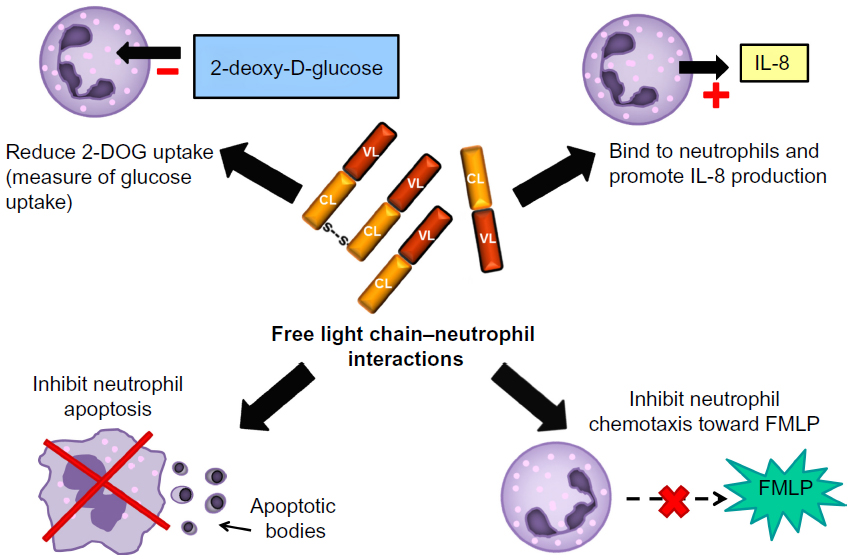 Polyclonal Free Light Chains Promising